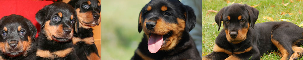 Long Island Rottweiler Puppies for Adoption