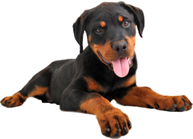 Rottweiler Puppies for Adoption on Long Island